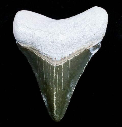 Inch Bone Valley Meg Tooth #3618